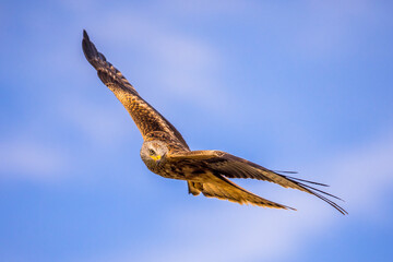Flying red kite against blue sky