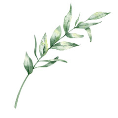 Greenery Watercolor Illustration,  Green  Leaf, Foliage, Winter greeneru, Garden Plants< hand Painted Botanical illustration