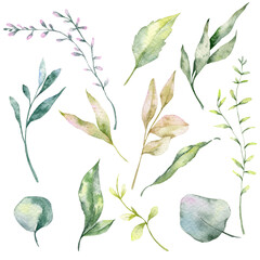 Greenery Watercolor Illustration,  Green  Leaf, Foliage, Winter greeneru, Garden Plants< hand Painted Botanical illustration