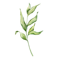 Greenery Watercolor Illustration,  Green  Leaf, Foliage, Winter greeneru, Garden Plants< hand Painted Botanical illustration