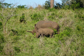 Rhino in the wild