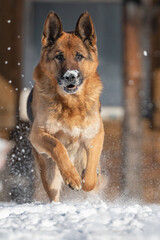 german shepherd runs on snow