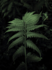 Fern leaf portrait photography 