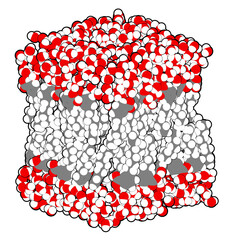 Lipid bilayer membrane model