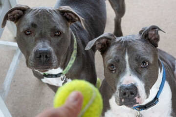 pitbulls are looking at your tennis ball and waiting to play