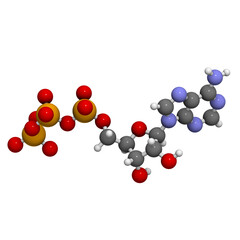 Adenosine triphosphate (ATP) energy transport molecule, chemical structure. ATP is the main energy transport molecule in most organisms.