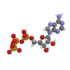 Adenosine triphosphate (ATP) energy transport molecule, chemical structure. ATP is the main energy transport molecule in most organisms.