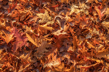 Fallen autumn leaves with raindrops lying on ground