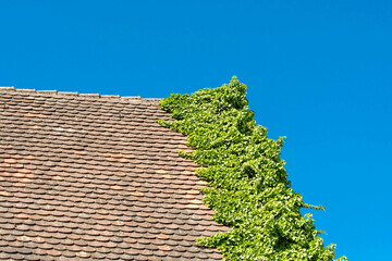 Roof overgrown with ivy against a blue sky