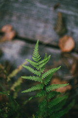 Zielona paproć na tle liści