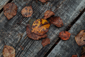 Fototapeta Pomarańczowe jesienne liście na drewnianej podłodze obraz