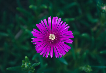 Obraz premium flower in the garden