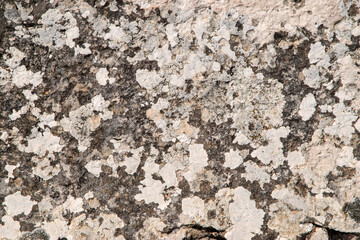 Rock surface covered with lichens and mosses closeup as background