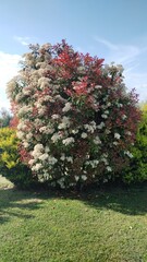 photinia in the garden