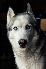 portrait of a Siberian Husky dog with blue eyes