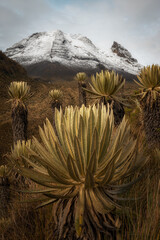 Tolima volcano, snow peak mountains of colombia, Dulima with the natural plant frailejon