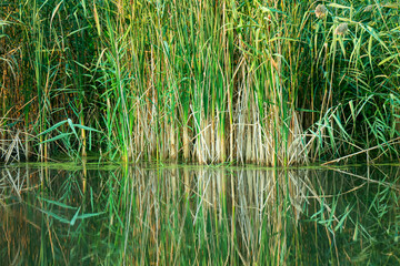 narrow leaf cattail reflect into a pond