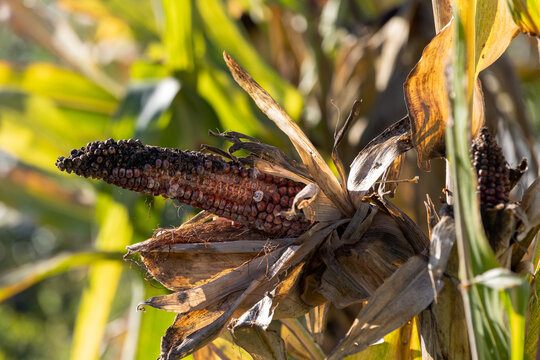 Rotten Corn Cob On Plant In Field