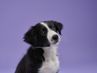 Fototapeta na wymiar funny puppy on purple background. Border collie dog with funny muzzle, emotion