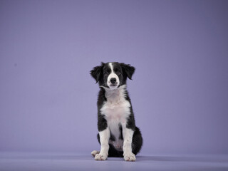 funny puppy on purple background. Border collie dog with funny muzzle, emotion
