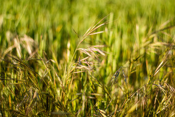 Close-up of an oat field. abstract