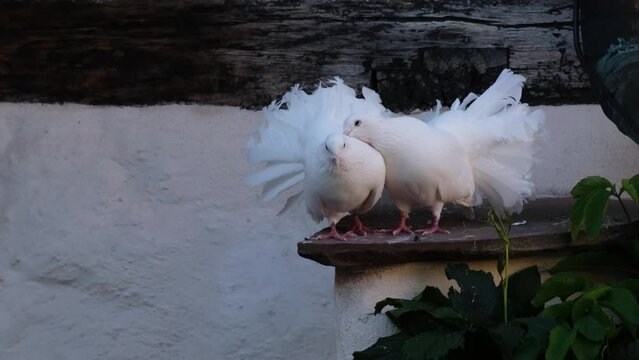 Beautiful white peacock doves kissing. Decorative fantail pigeon couple. Funny bird annoying its partner. Together, love end family, valentine, sweetest day, freshly married, honeymoon concept. 4K 