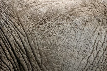 Foto op Canvas The texture of the skin of an African elephant close-up. Elephant skin, wrinkles and irregularities of an adult elephant. © SERSOLL