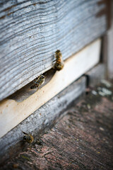 Macro of honey bees returning to their hive