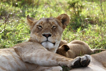 Portrait of a lioness happily resting beside her cub one paw on her soster
