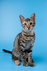 Cute cat in the studio with a blue background