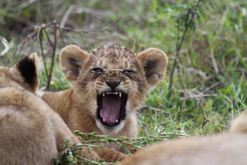 Lion cub yawning and frowning closeup