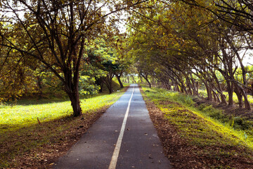 beautiful autumn landscape of bicycle road in the forest in Colombia outdoors in sunny day - Powered by Adobe