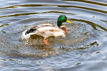 Wild ducks. The mallard or wild duck. Selectice focus, close up. Isolated duck.
