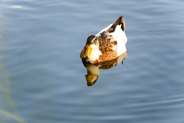 Wild ducks. The mallard or wild duck. Selectice focus, close up. Isolated duck.
