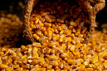 Corn grains in an inverted jute sack on a dark background. Macro shooting