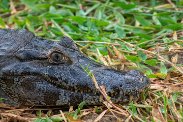 Fototapeta premium crocodile in the grass