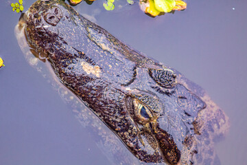 crocodile in water