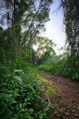 Magical green fairytale forest at sunset. Mystic atmosphere. 