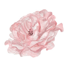 Pink flower. Hand painted elegant watercolor peony flower . Close up. Isolated on transparent background. Design for botany, decoration, floral concept designs. 