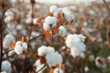 Cotton fields  white with ripe cotton ready for  harvesting