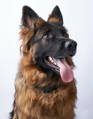 german shepherd dog portrait