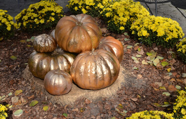 Golden pumpkins have already grown.