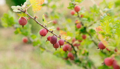 Fresh gooseberry on a branch of a gooseberry bush in the garden. A bush of ripe berries. High quality photo, nature background. Organic food banner