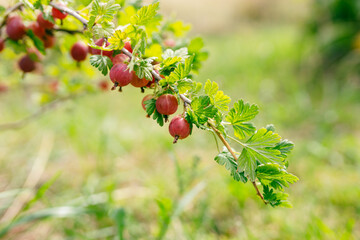 Fresh gooseberry on a branch of a gooseberry bush in the garden. A bush of ripe berries. High quality photo, nature background. Organic food banner