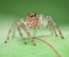 jumping spider on a leaf