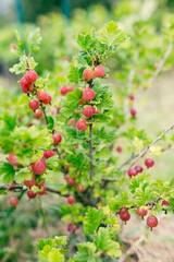 Fresh gooseberry on a branch of a gooseberry bush in the garden. A bush of ripe berries. High quality photo, nature background. Organic food banner