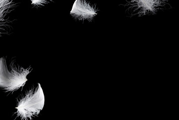 Obraz premium White feather isolated on a black background.