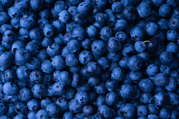 Fresh blueberry background. Texture blueberry berries close up.