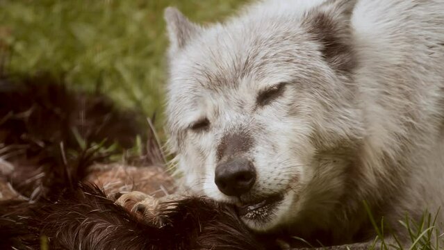 Gray Wolf feeding on a moose carcass. Extreme closeup. Cinematic 4K footage.