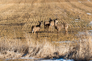Deer Grazing In The Field In Winter